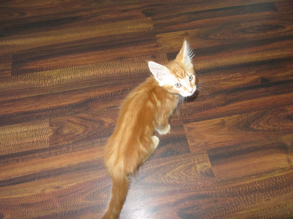 Котята мейн кун (IMG_2042)