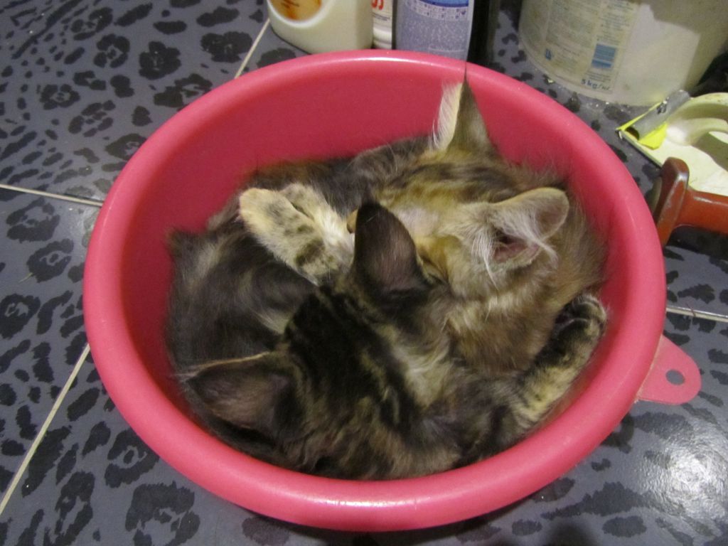 Котята мейн кун (IMG_2044)