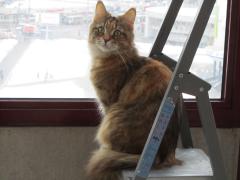 Кошка мейн кун Юки (IMG_0139)