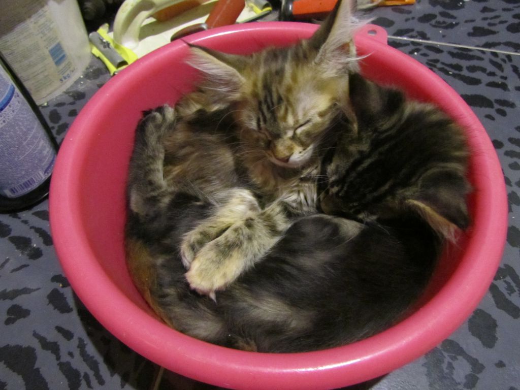 Котята мейн кун (IMG_2045)