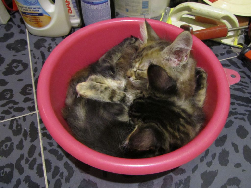 Котята мейн кун (IMG_2046)