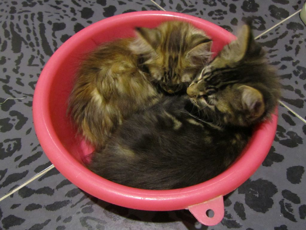Котята мейн кун (IMG_2047)