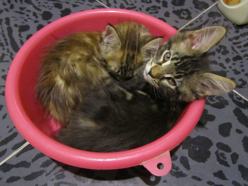 Котята мейн кун (IMG_2049)