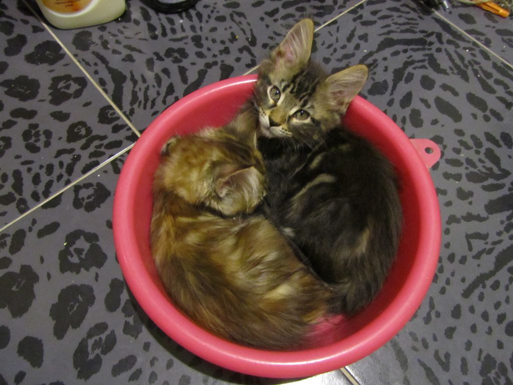 Котята мейн кун (IMG_2051)