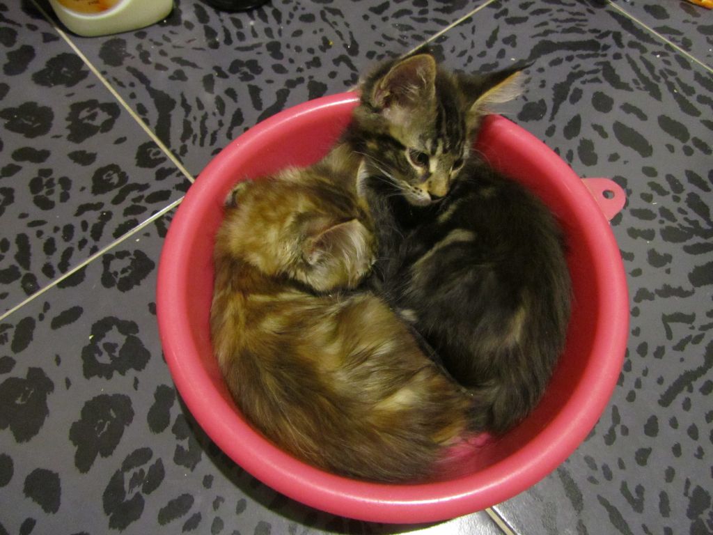 Котята мейн кун (IMG_2052)