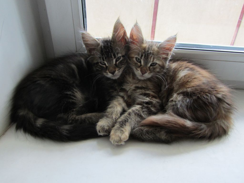 Котята мейн кун (IMG_2053)