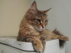 Кошка мейн кун Юки (IMG_0151)