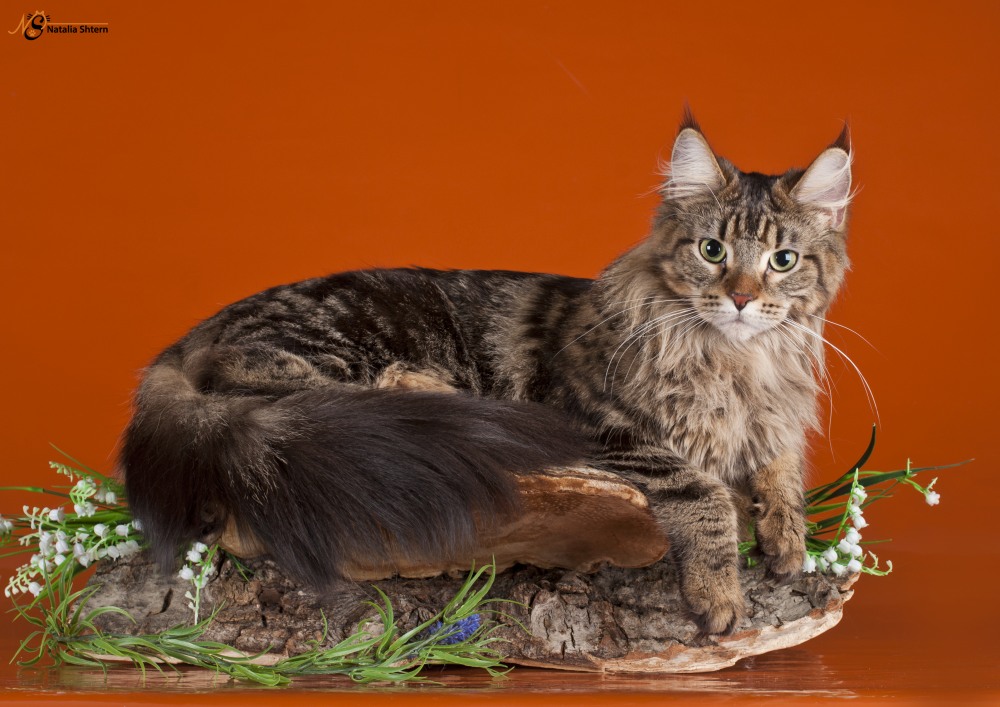 Кошка мейн кун Мася (DSC_0030)