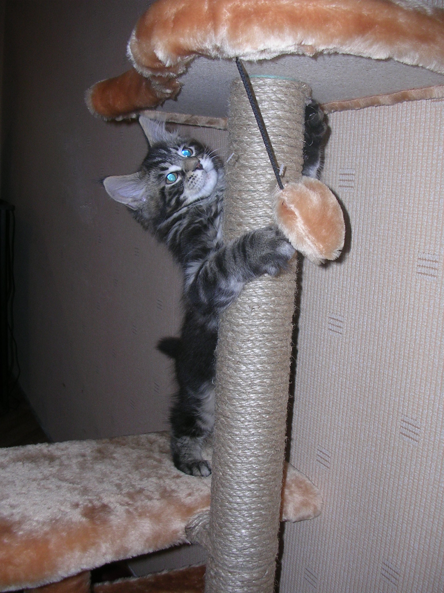 Кот мейн кун Барри (DSCN2733)