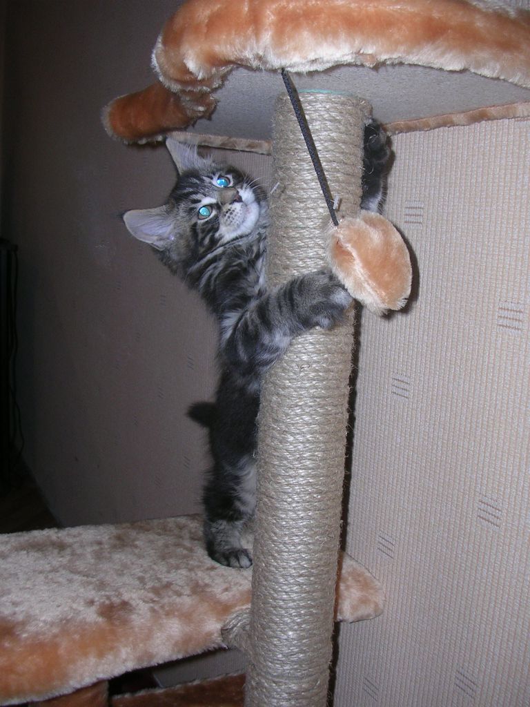 Кот мейн кун Барри (DSCN2733)