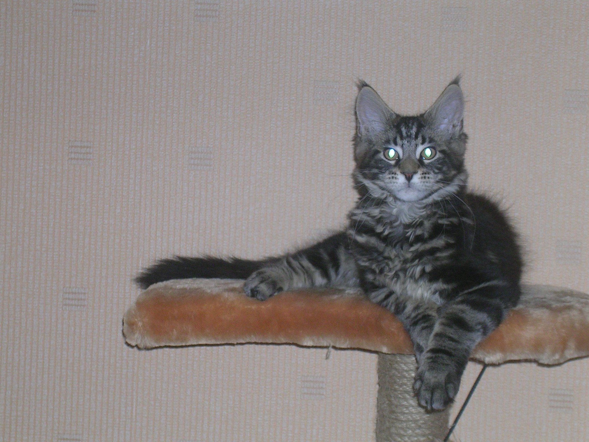 Кот мейн кун Барри (DSCN2804)