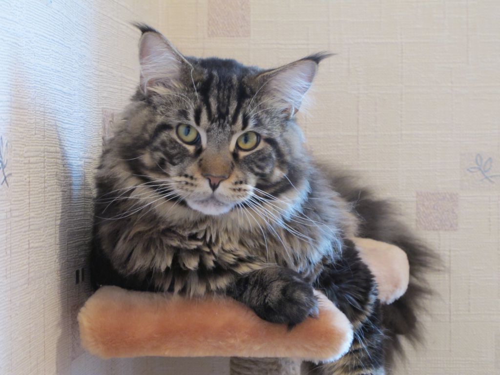 Кот мейн кун Барри (IMG_4961)