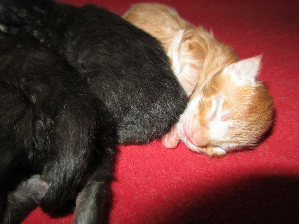 Котята мейн-кун (IMG_2131)
