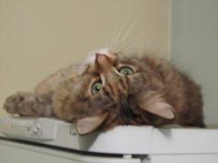 Кошка мейн кун Юки (IMG_0160)