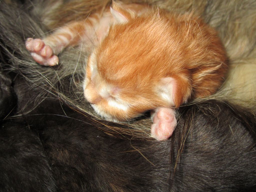 Котята мейн-кун (IMG_2153)