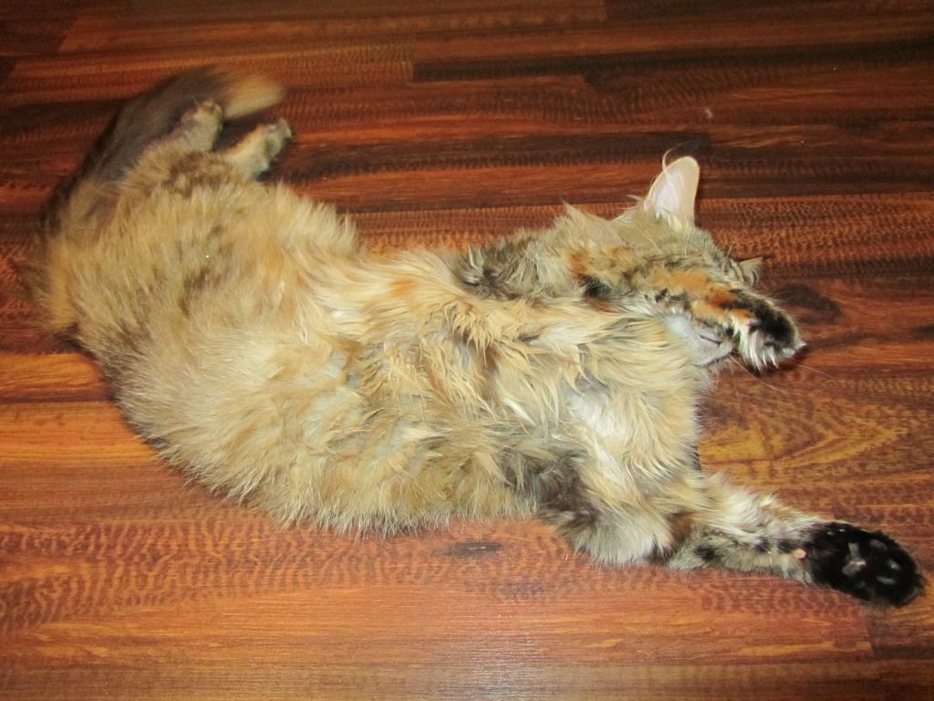 Кошка мейн-кун Касси (IMG_2069)