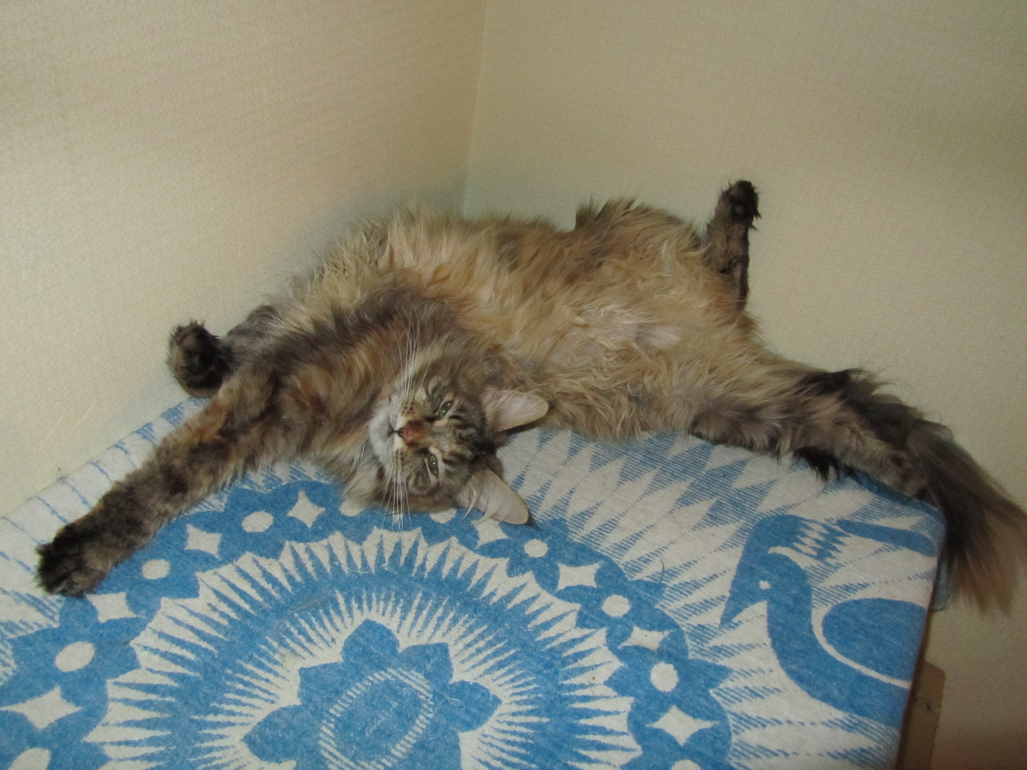 Кошка мейн-кун Касси (IMG_2098)