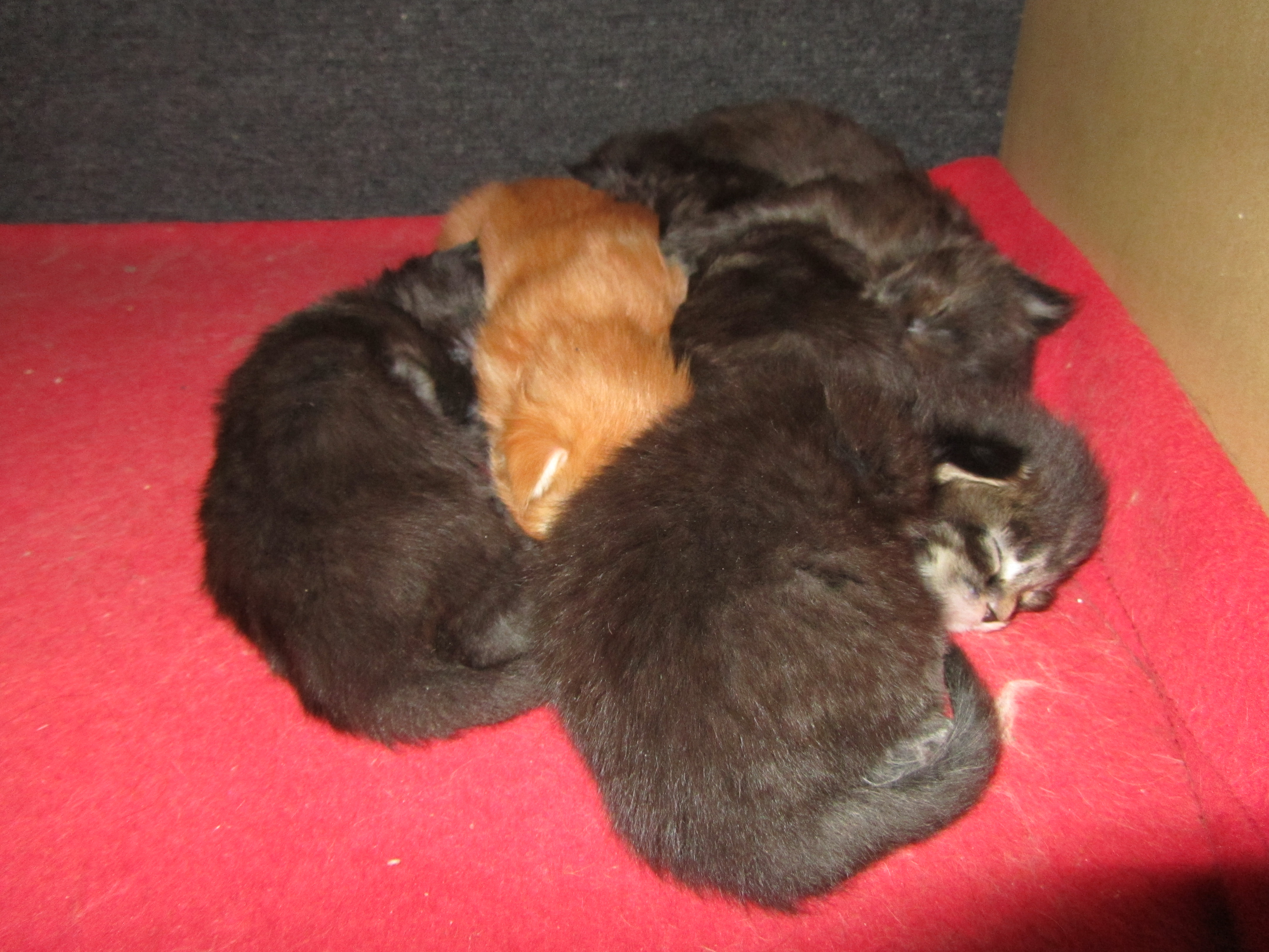 Котята мейн-кун (IMG_2170)