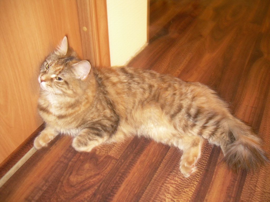 Кошка мейн кун Юки (DSCN1767)