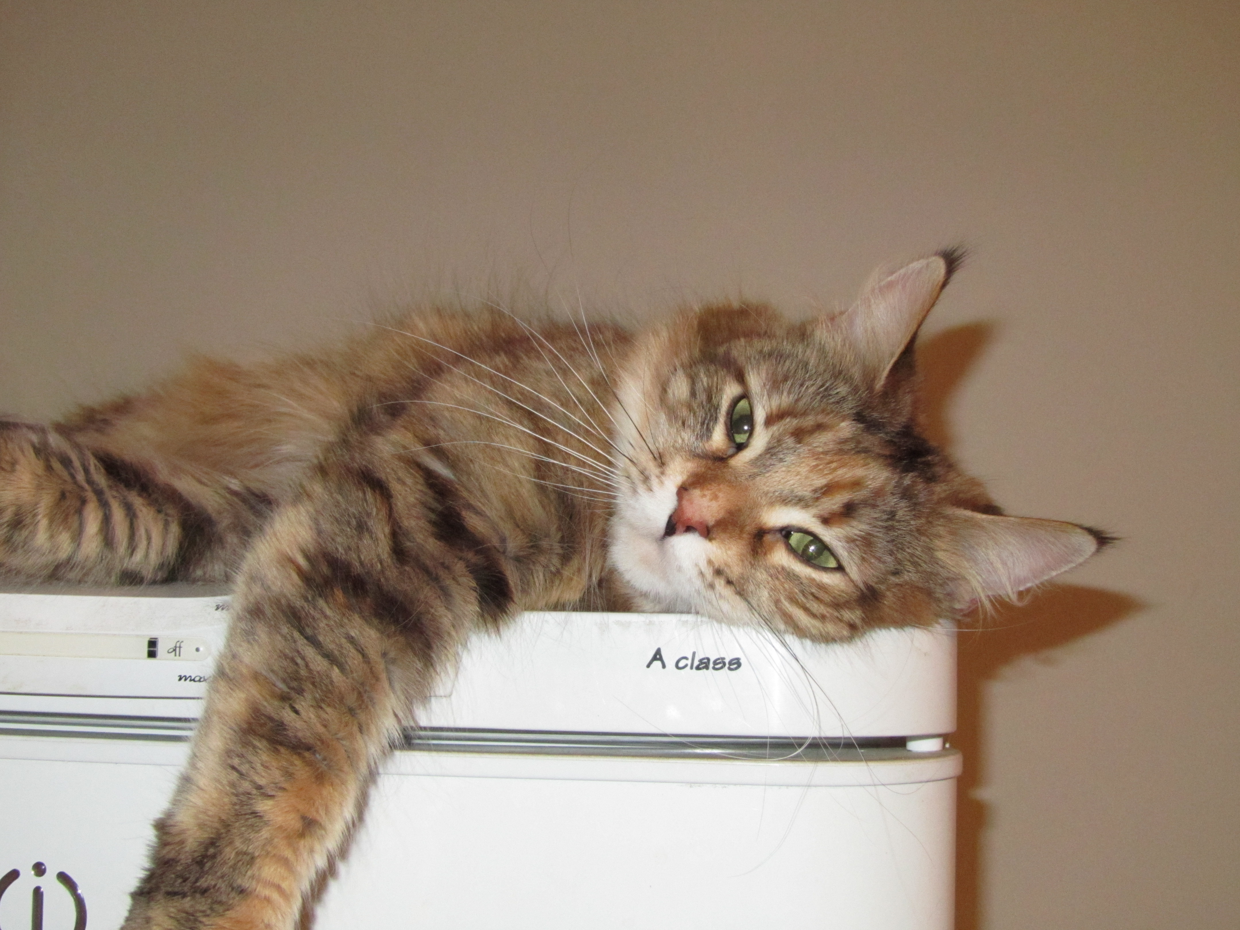 Кошка мейн кун Юки (IMG_0164)