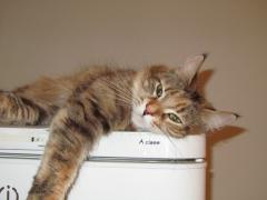 Кошка мейн кун Юки (IMG_0164)