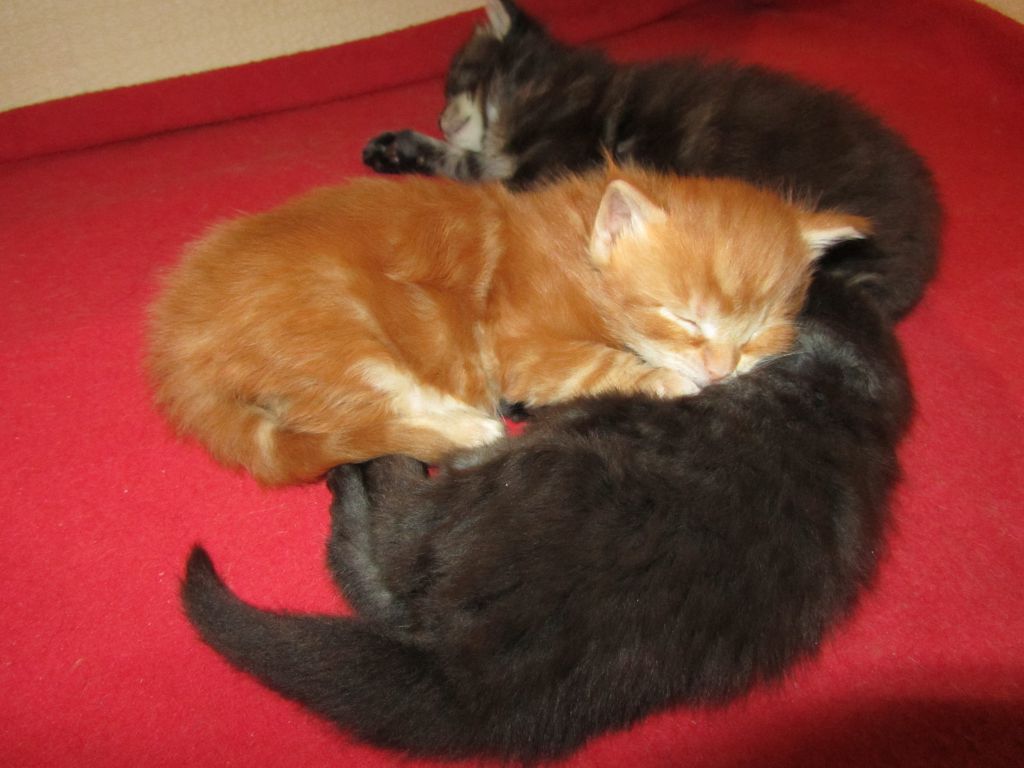Котята мейн-кун (IMG_2239)