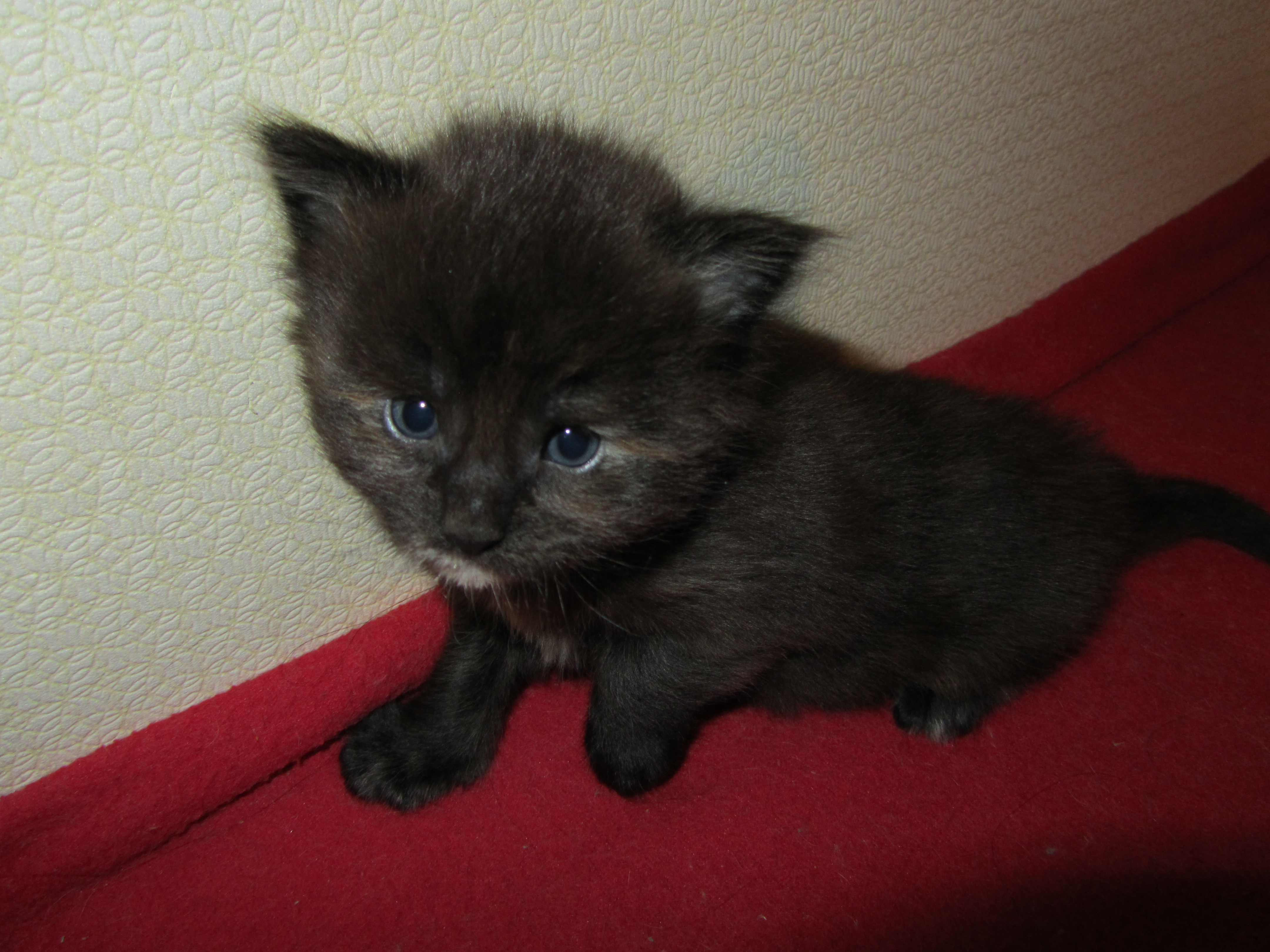 Котята мейн-кун (IMG_2242)