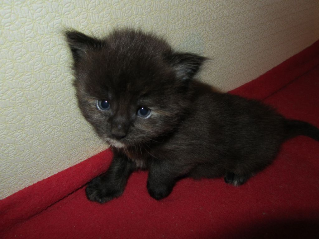 Котята мейн-кун (IMG_2242)