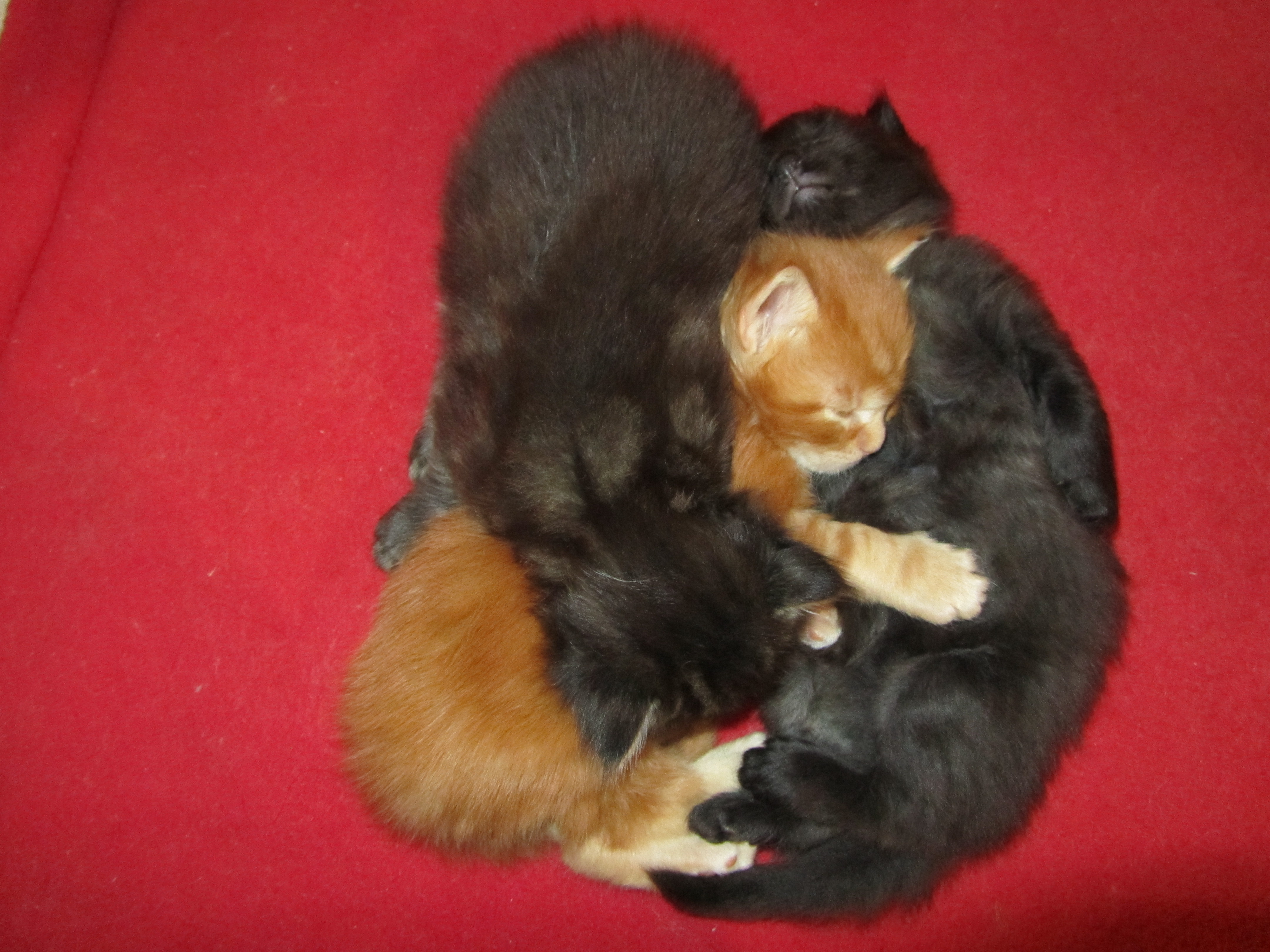 Котята мейн-кун (IMG_2244)