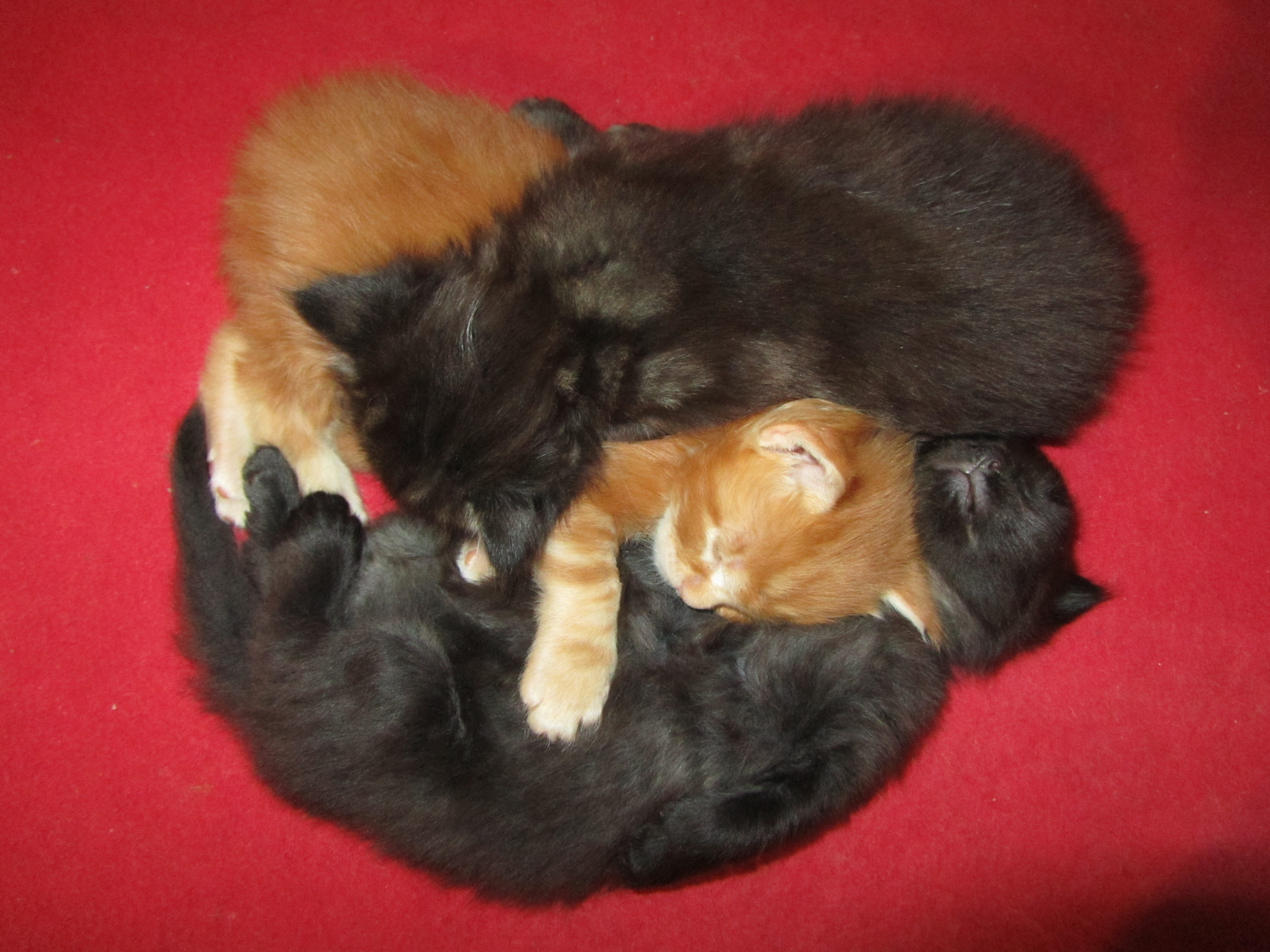 Котята мейн-кун (IMG_2246)