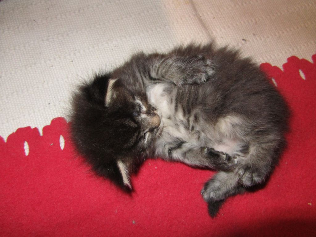 Котята мейн-кун (IMG_2249)