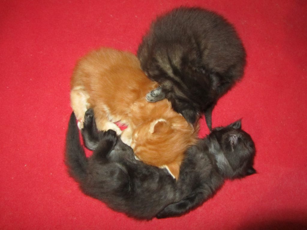 Котята мейн-кун (IMG_2253)