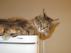 Кошка мейн кун Юки (IMG_0167)