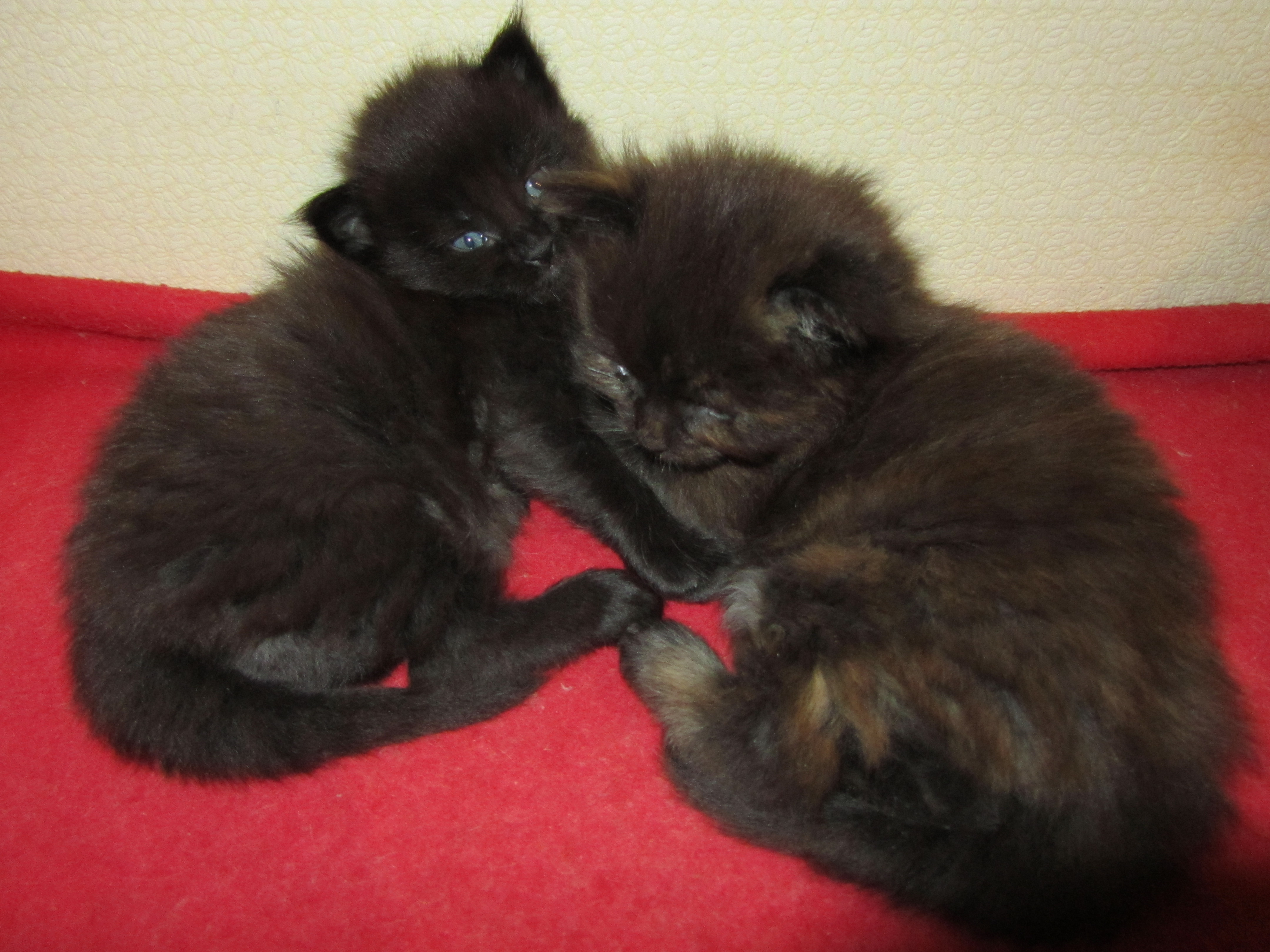 Котята мейн-кун (IMG_2264)