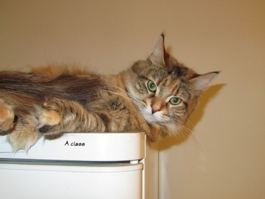 Кошка мейн кун Юки (IMG_0167)