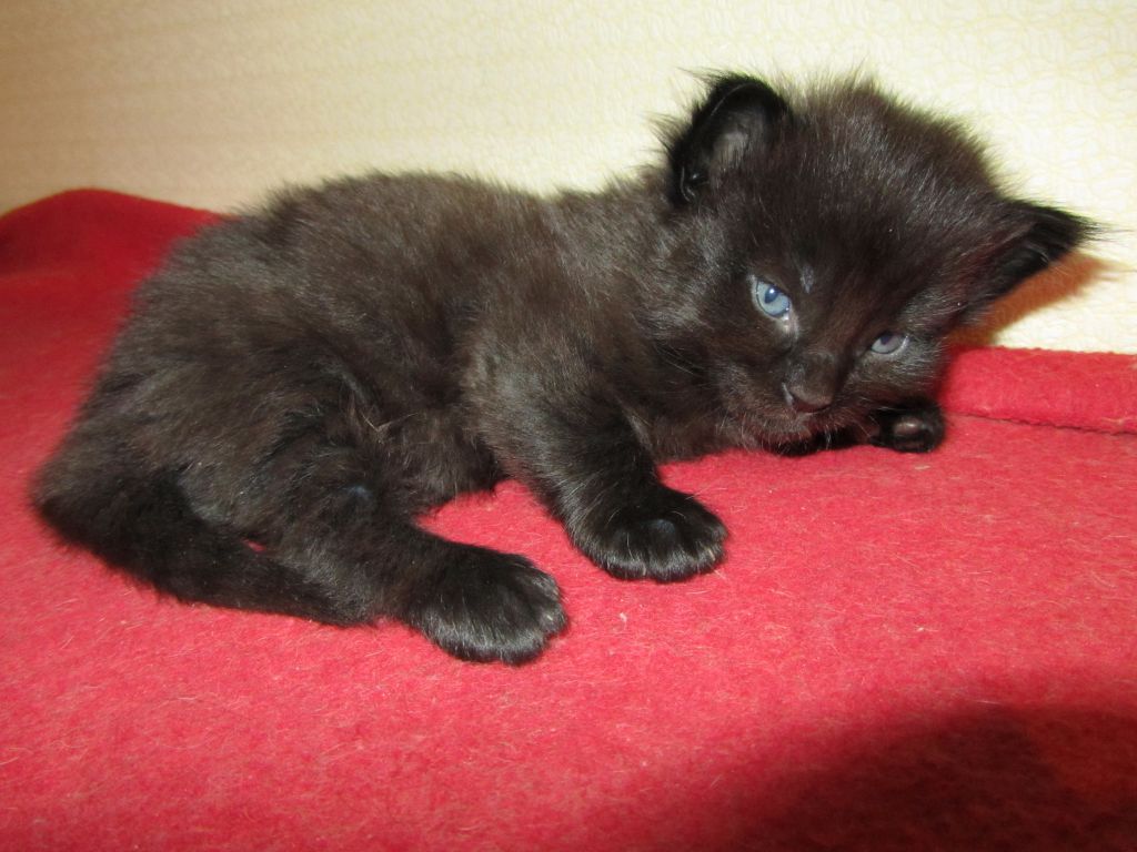 Котята мейн-кун (IMG_2271)