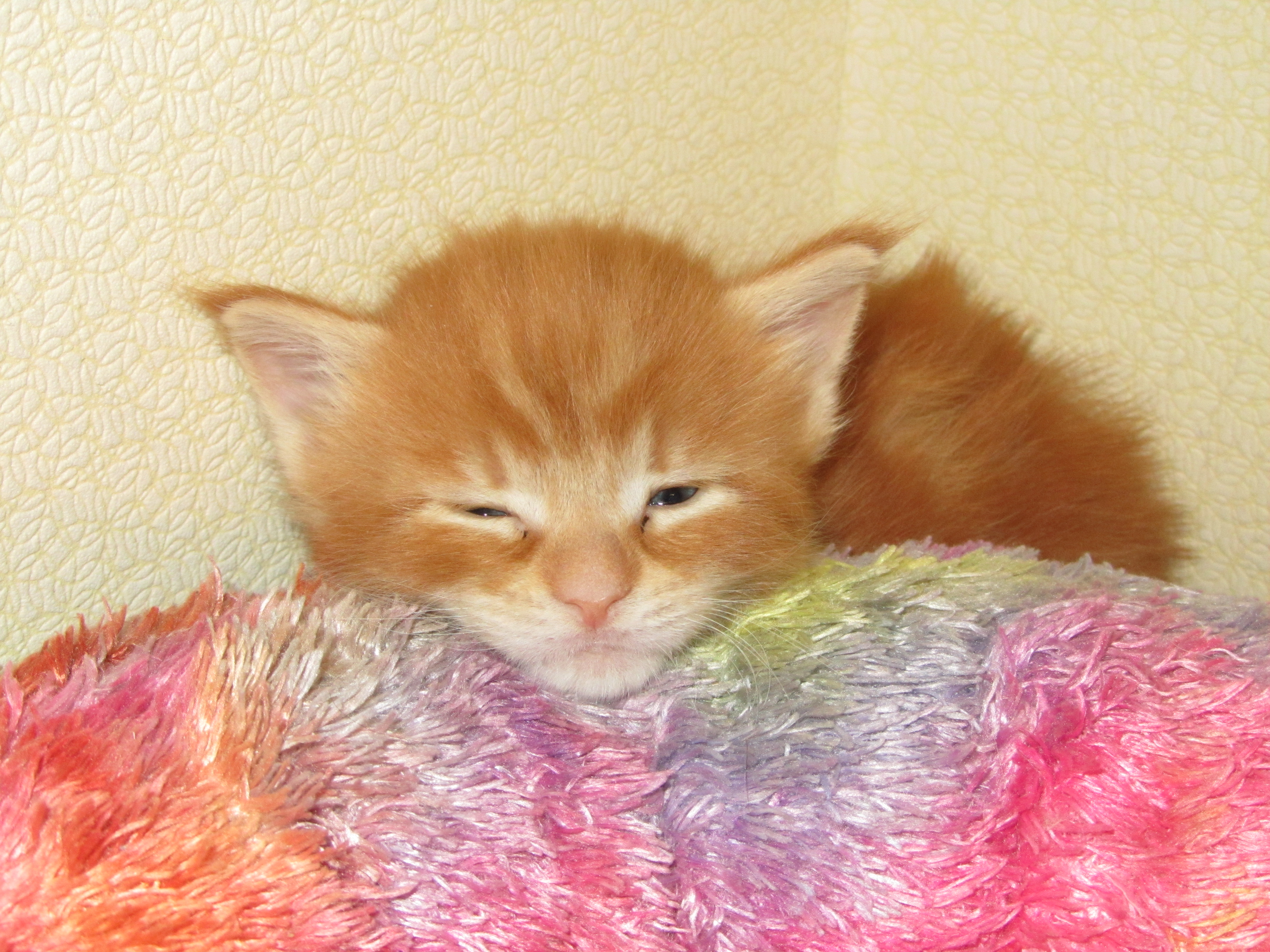 Котята мейн-кун (IMG_2279)