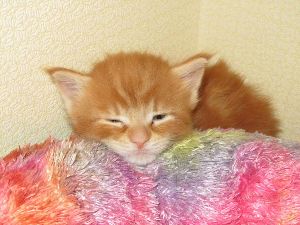 Котята мейн-кун (IMG_2279)