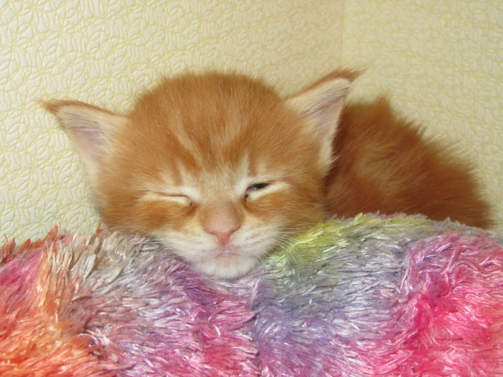 Котята мейн-кун (IMG_2284)