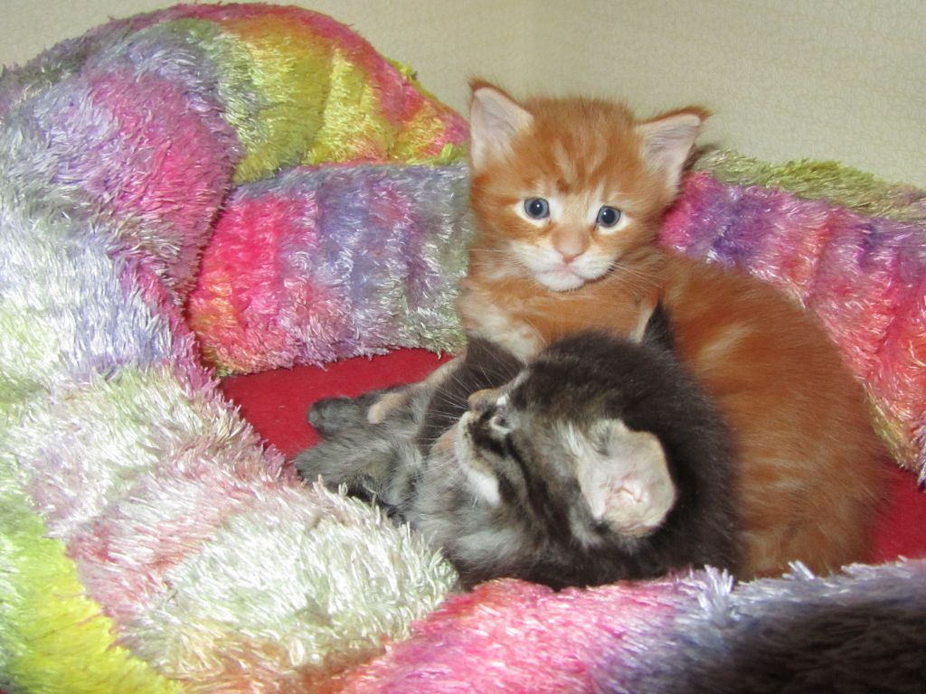 Котята мейн-кун (IMG_2304)