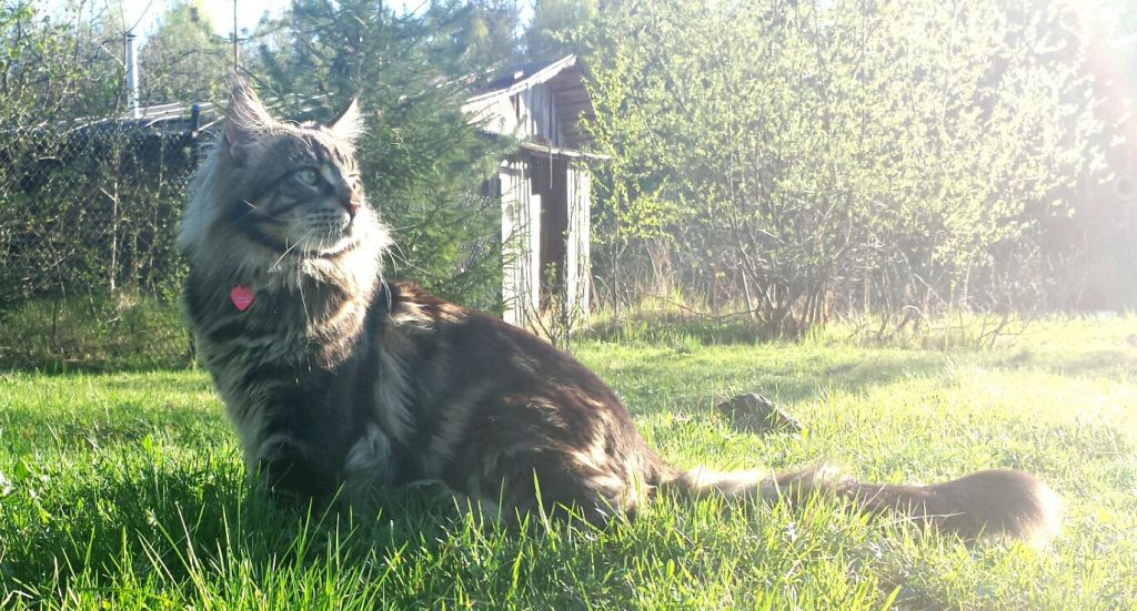 Кот мейн-кун Куни (tdn4IgSe8c4)