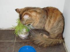 Кошка мейн кун Юки (IMG_0175)