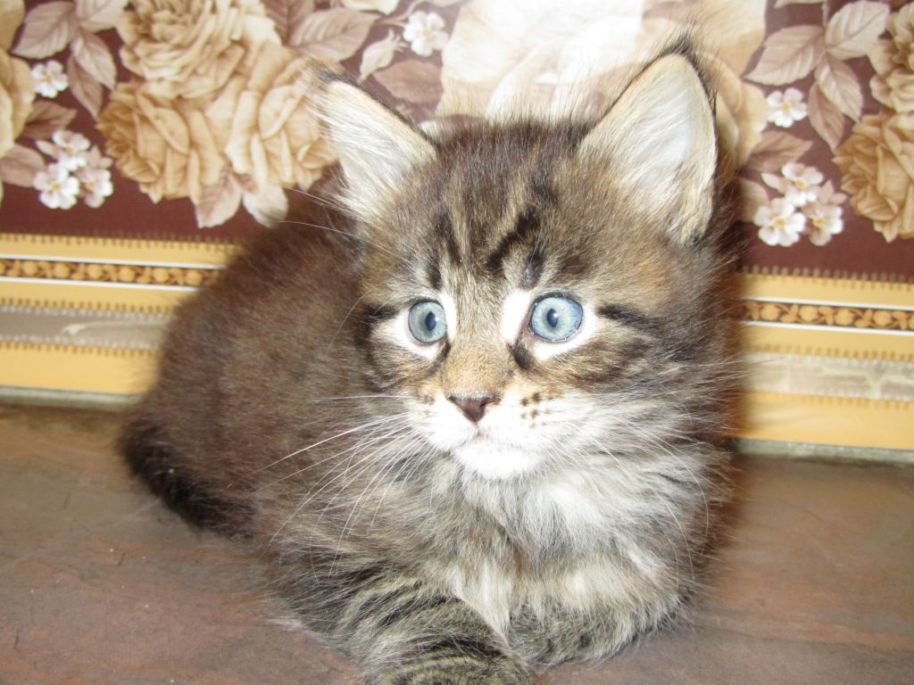 Котята мейн-кун (IMG_2326)