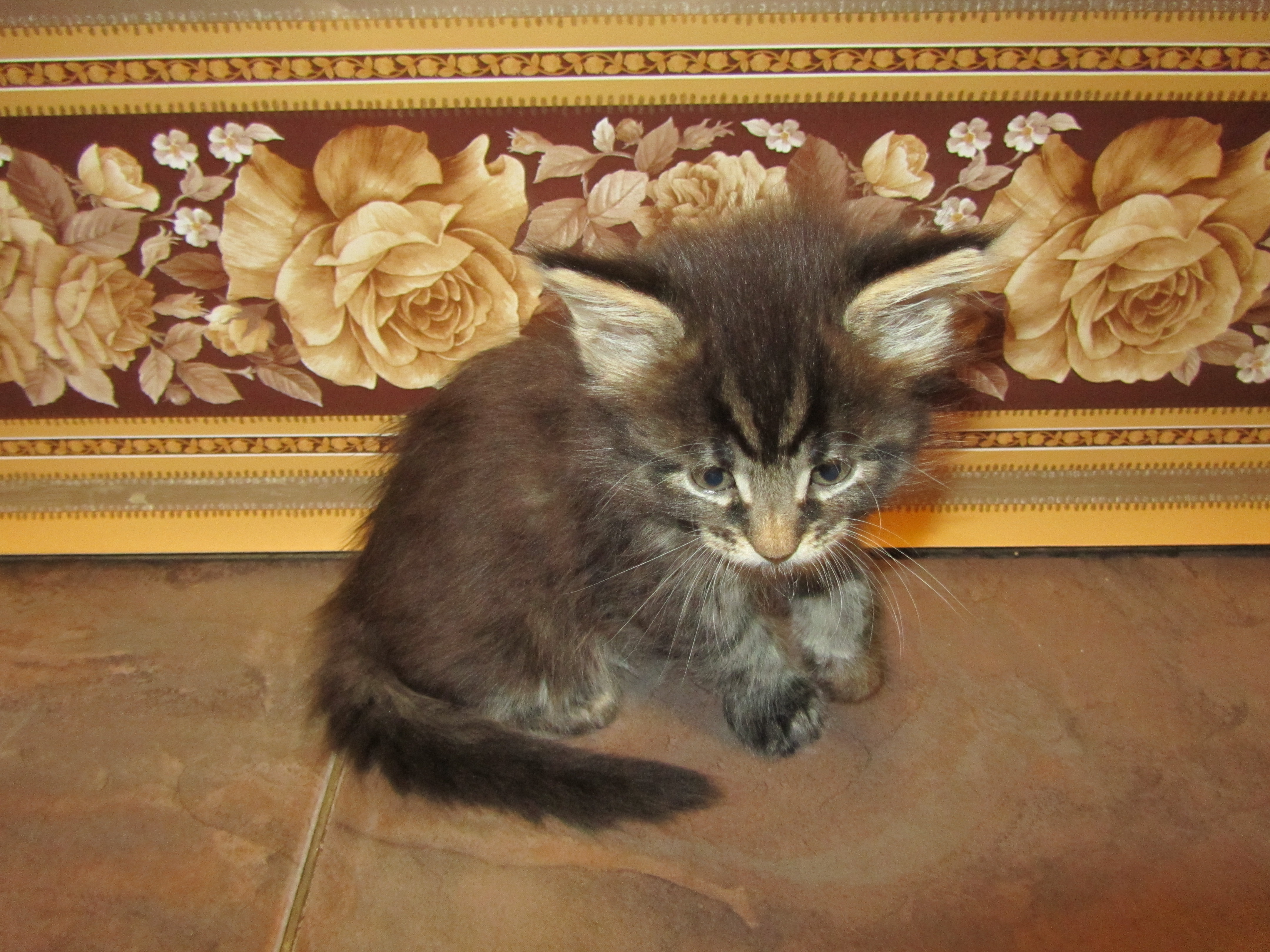 Котята мейн-кун (IMG_2329)