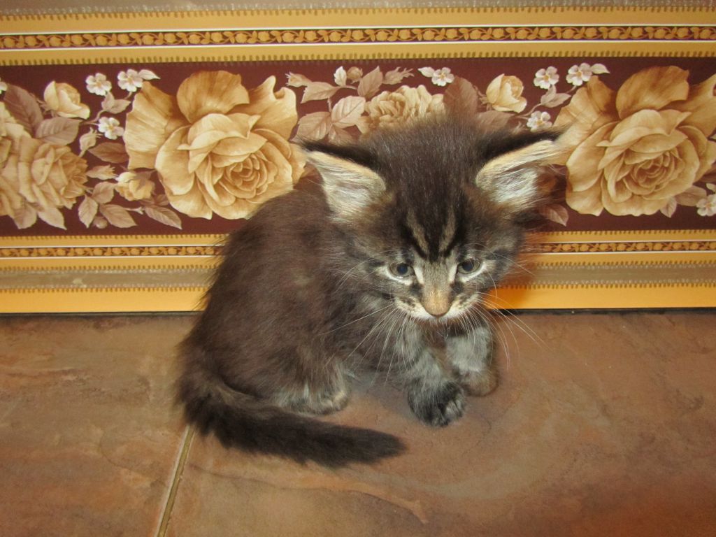 Котята мейн-кун (IMG_2329)