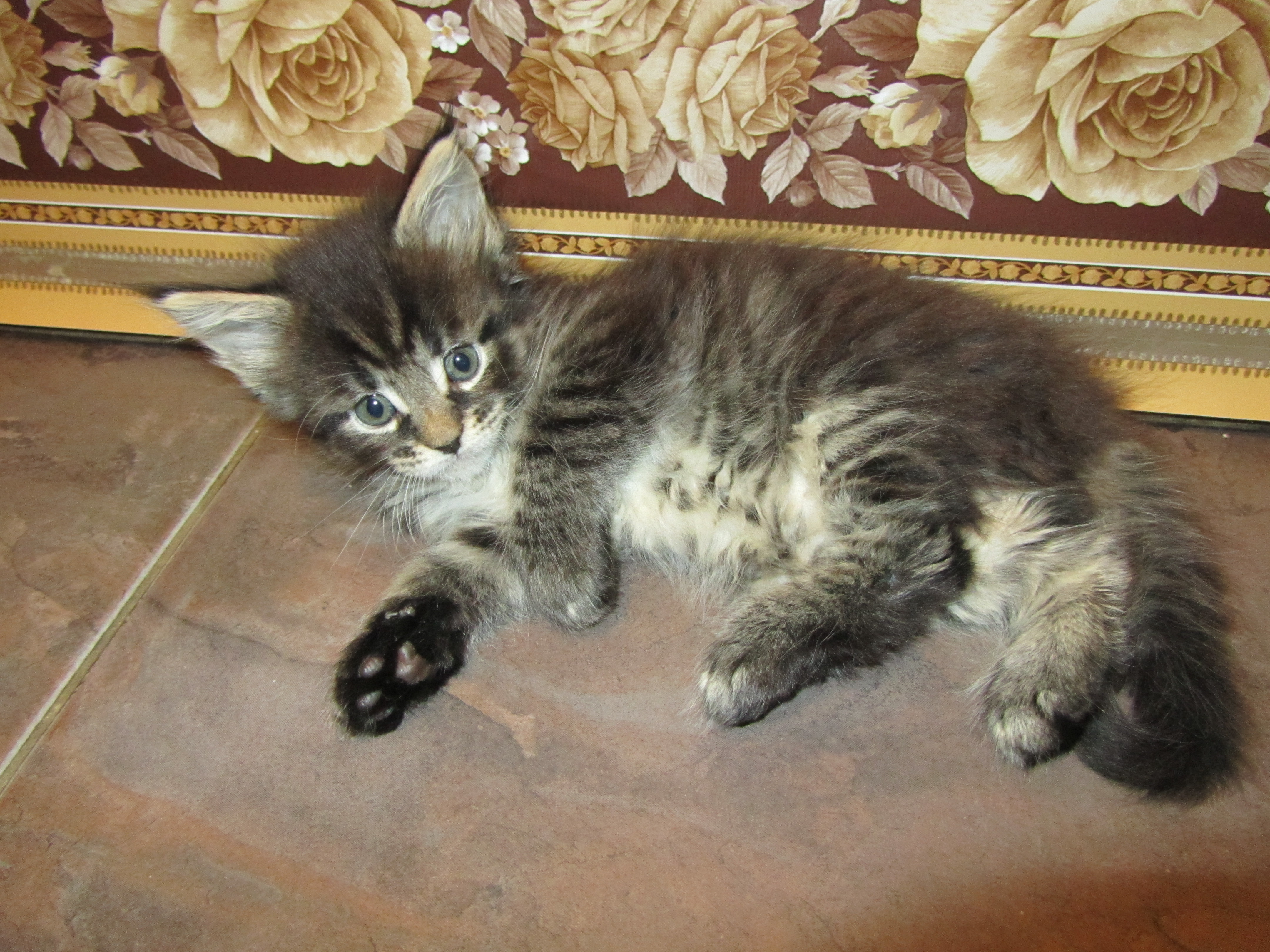 Котята мейн-кун (IMG_2347)