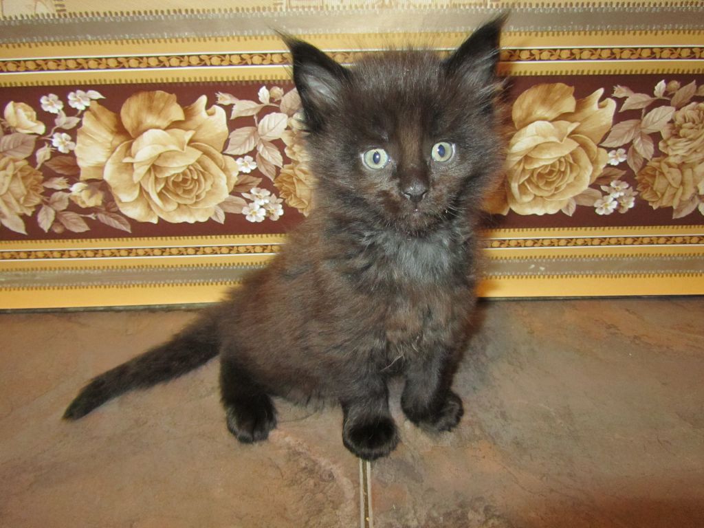 Котята мейн-кун (IMG_2350)