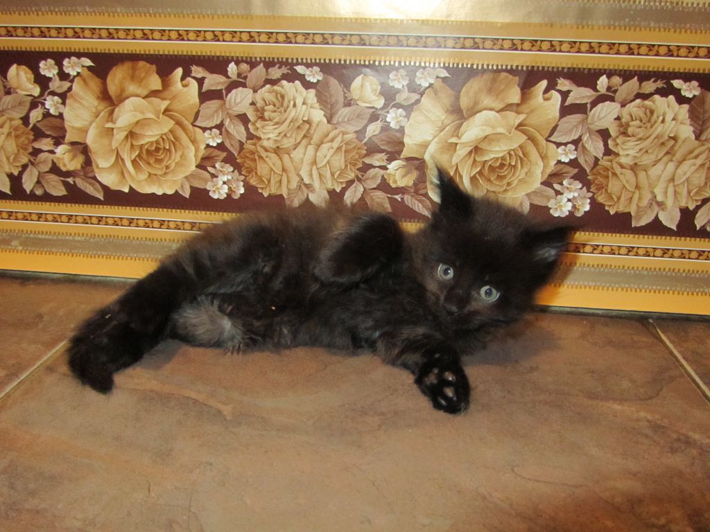 Котята мейн-кун (IMG_2370)