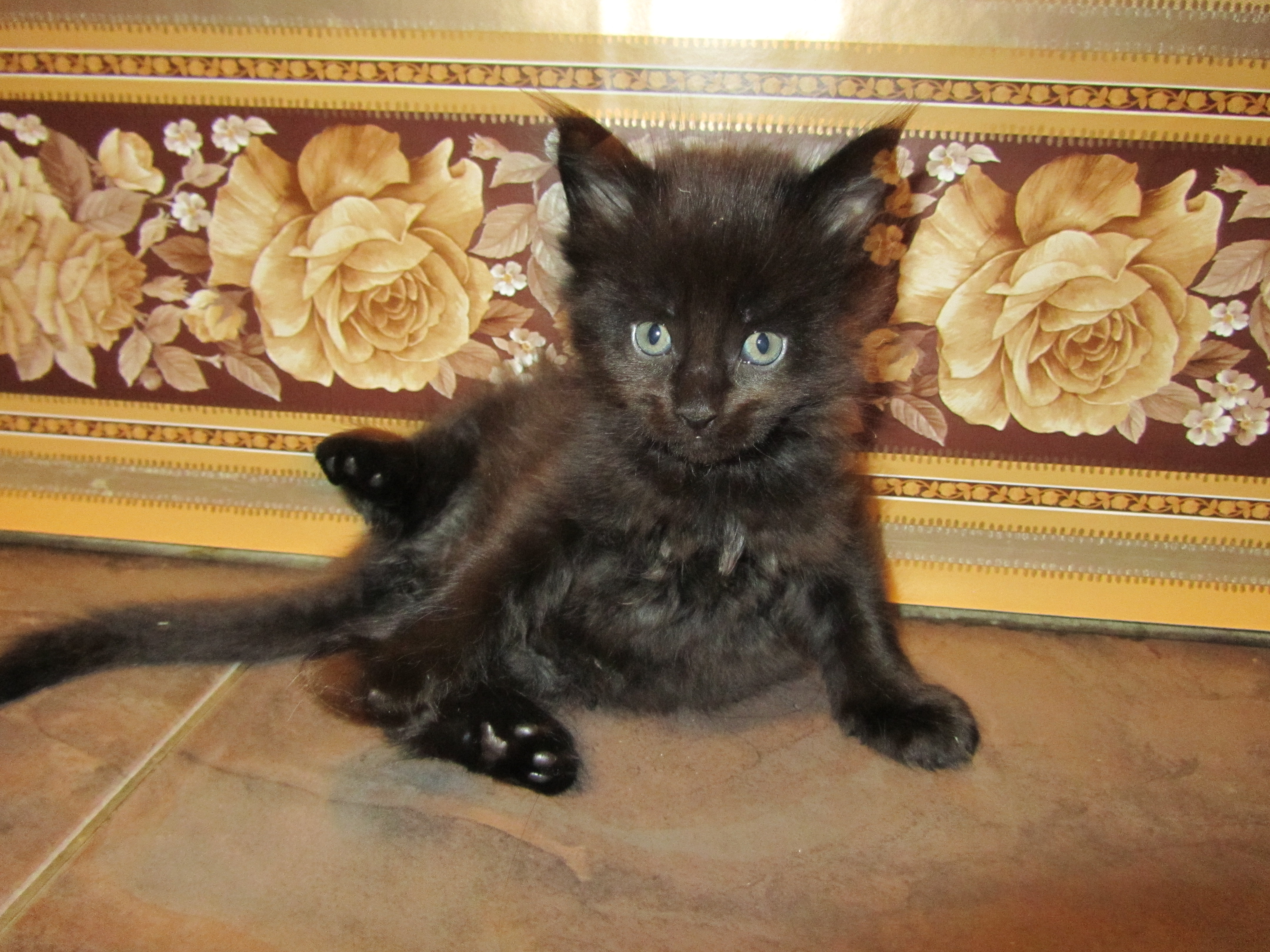 Котята мейн-кун (IMG_2371)