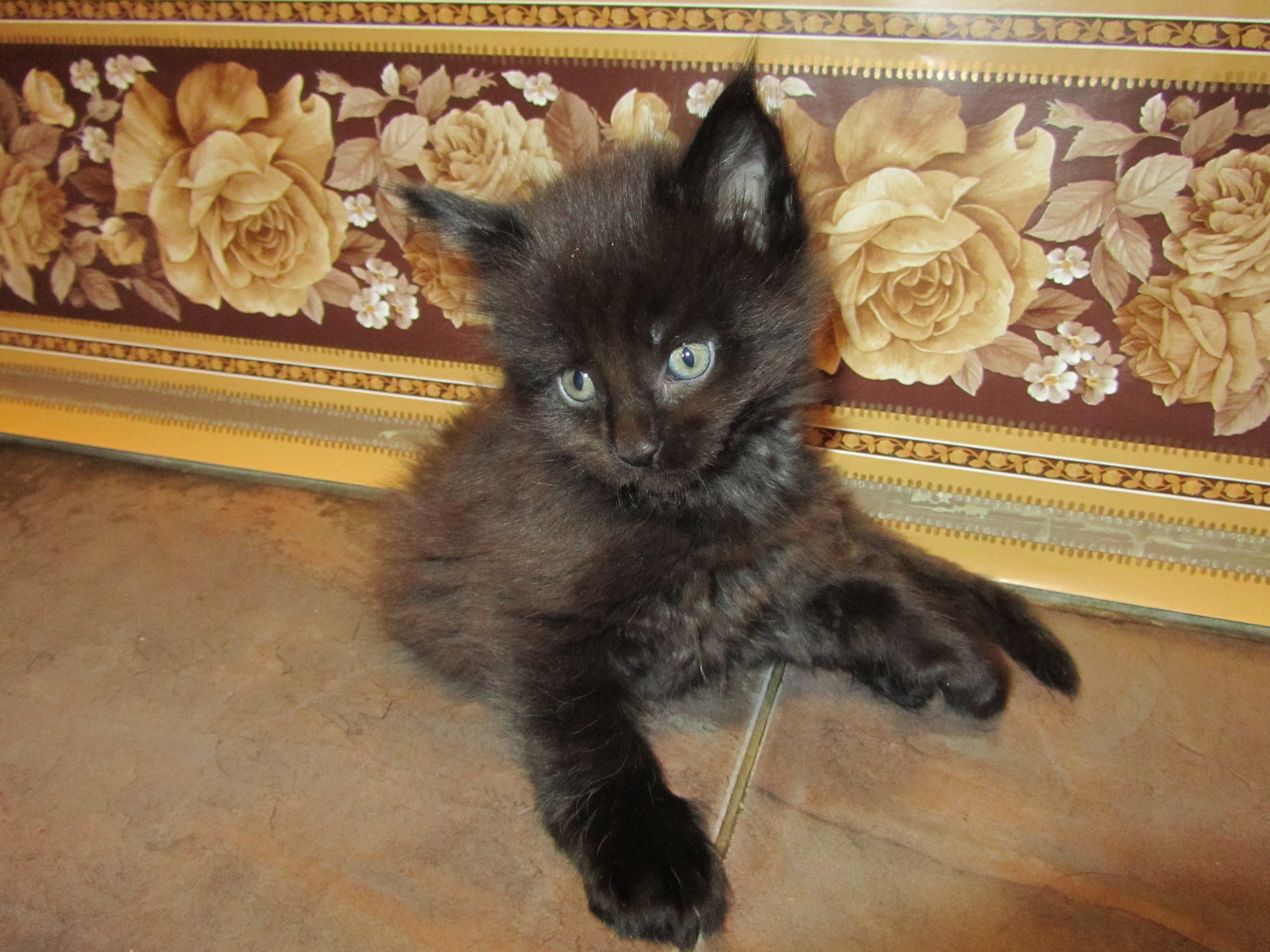 Котята мейн-кун (IMG_2372)